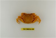 藏品(拉氏清溪蟹)的圖片